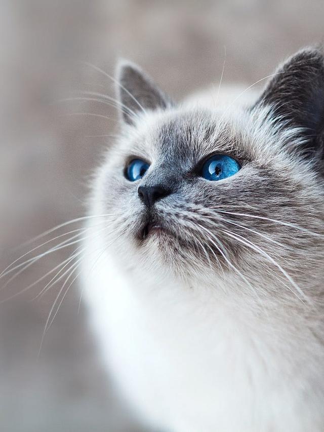 The Best Cat Breeds for First-Time Owners