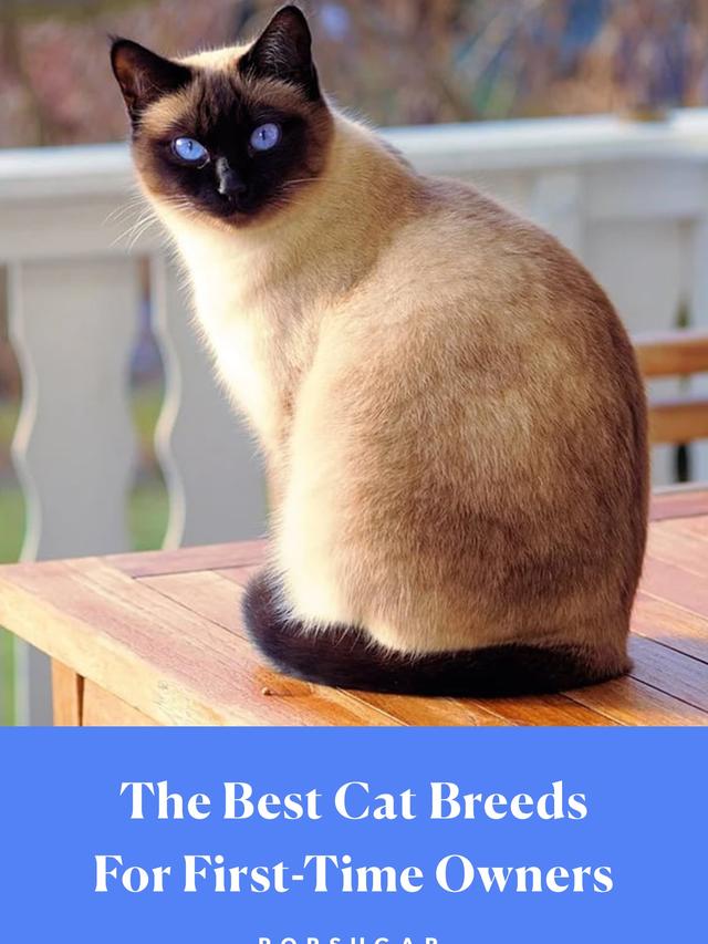 The Best Cat Breeds for Single Owners