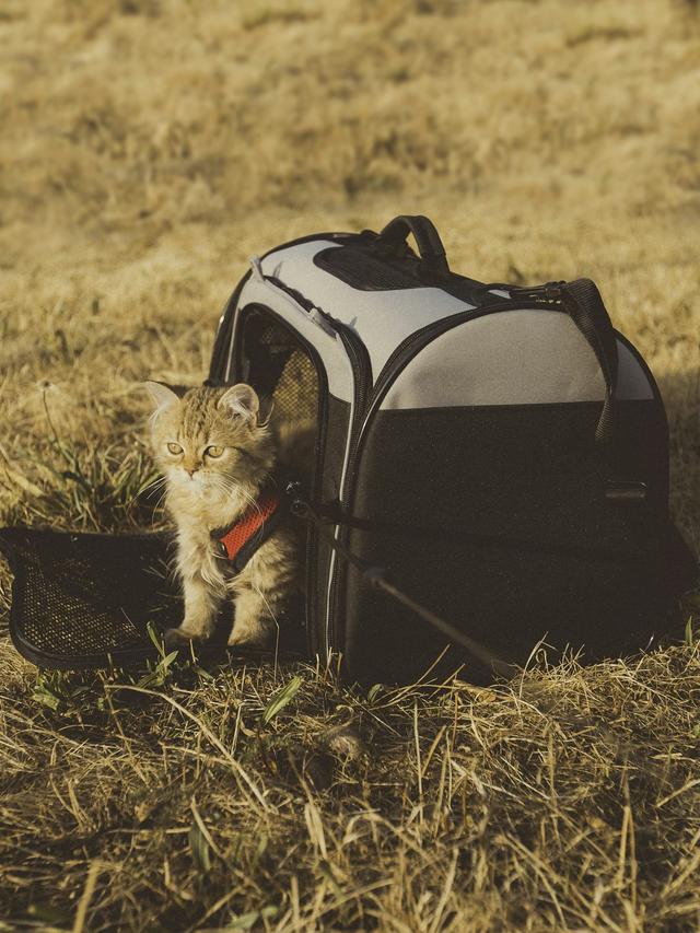 The Best Cat Carriers for Travel