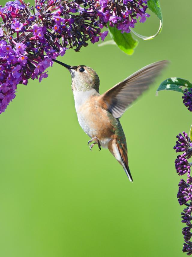 The Best Colors in Early-Blooming Perennials to Attract Hummingbirds