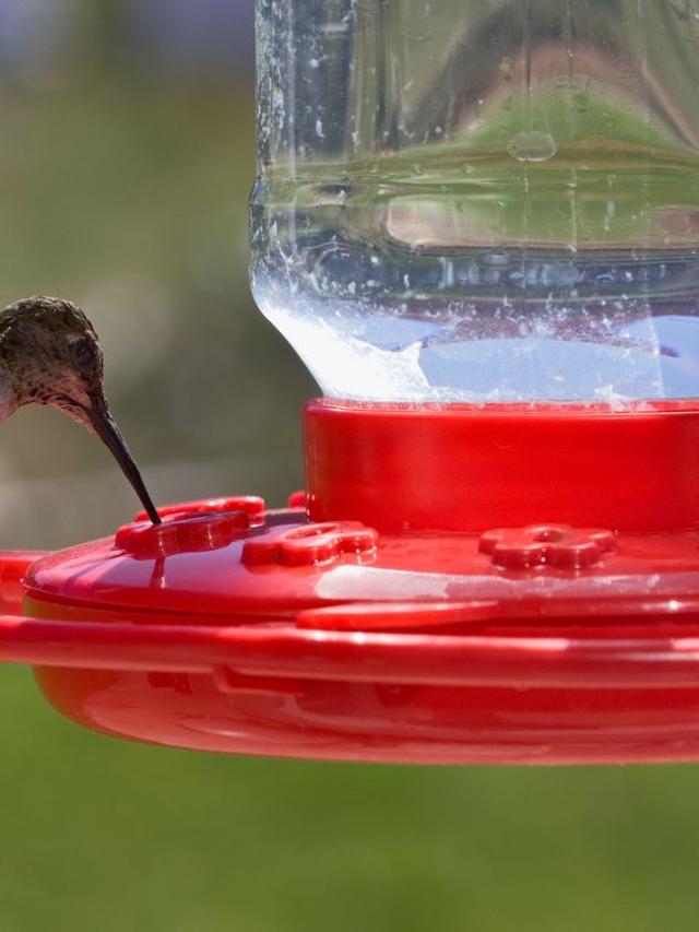 The Best DIY Solutions for Keeping Ants Out of Hummingbird Feeders