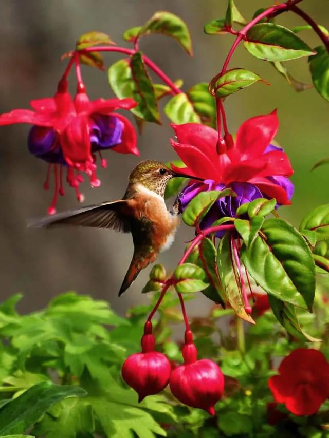 The Best Early-Blooming Perennials to Plant for Hummingbird Gardens