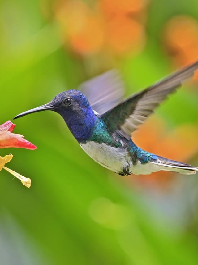 The Best Flowers for Attracting Hummingbirds