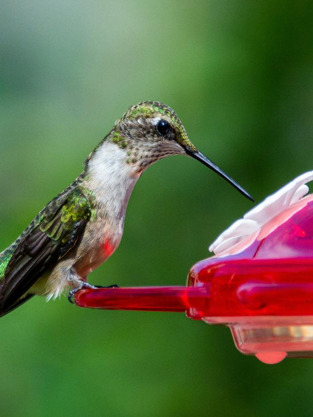 The Best Locations to Place Your Hummingbird Feeder