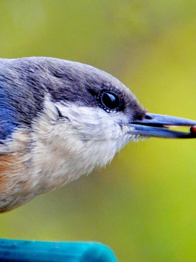 The Best Seeds and Feed to Attract the Top 10 Bird Species to Your Garden