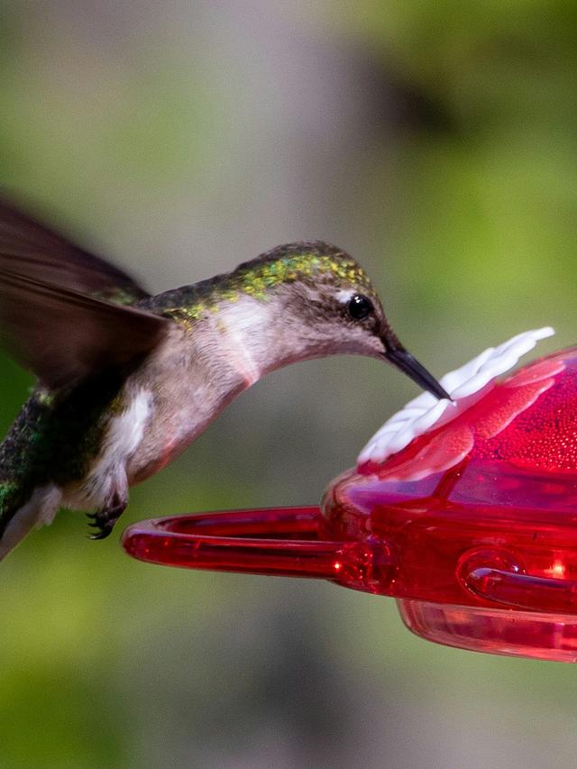 The Best Times of Day to Fill and Monitor Your Hummingbird Feeder