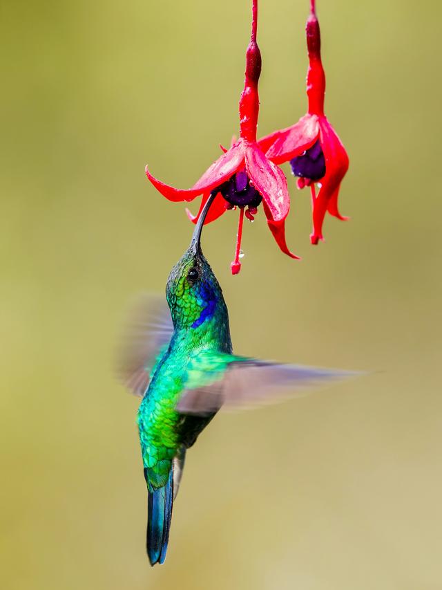 The Colors and Patterns of Hummingbirds