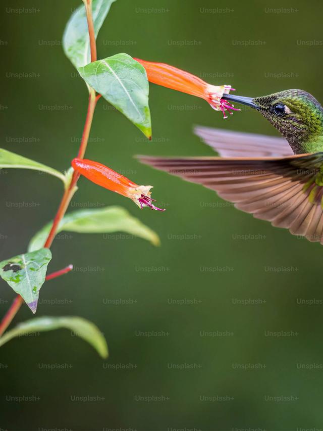 The Diet of Hummingbirds