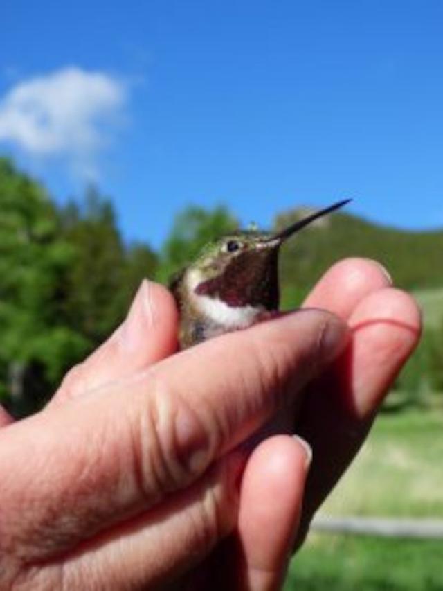 The Effects of Climate-Induced Alterations in Insect Populations on Hummingbirds