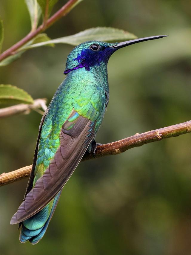 The Fascinating World of Hummingbirds