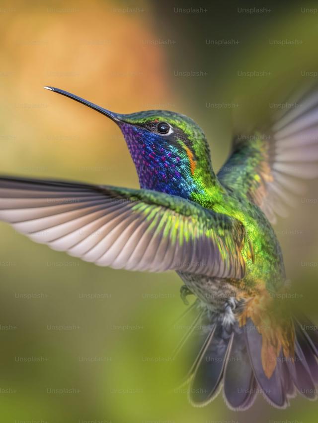 The Future of Hummingbird Populations in the Face of Accelerating Climate Change