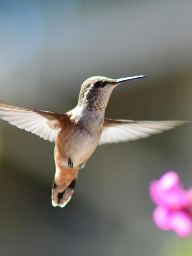 The Impact of Climate Change on Hummingbird Access to Reliable Water Sources