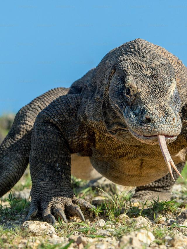 The Impact of Climate Change on Komodo Dragons