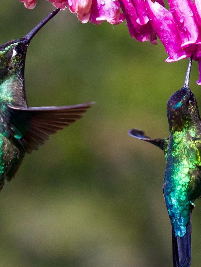 The Importance of Hummingbirds in Food Webs