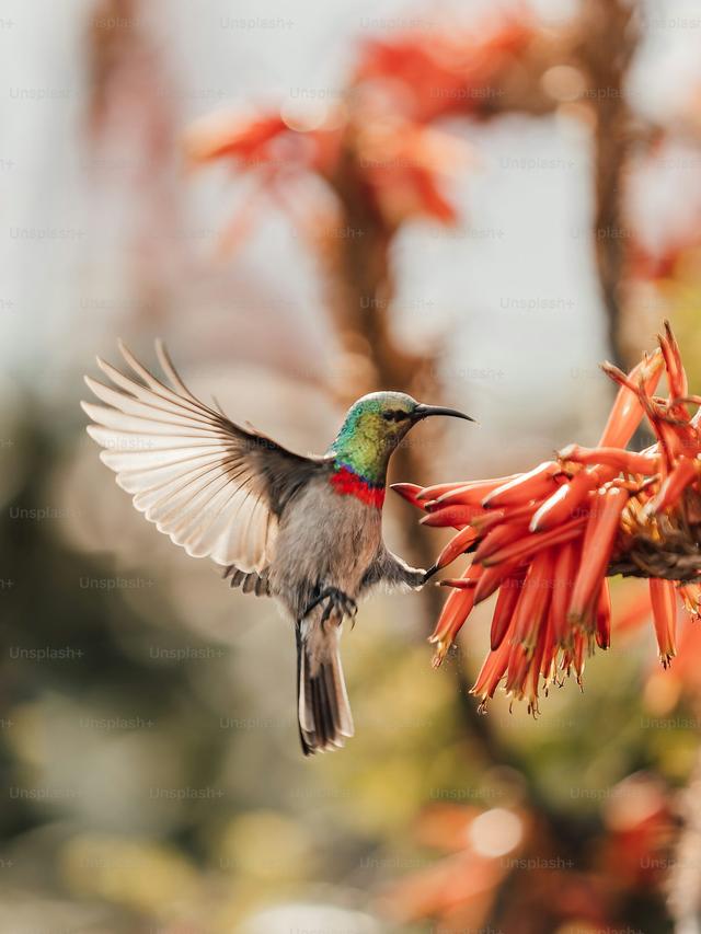 The Importance of Native Plants for Hummingbirds