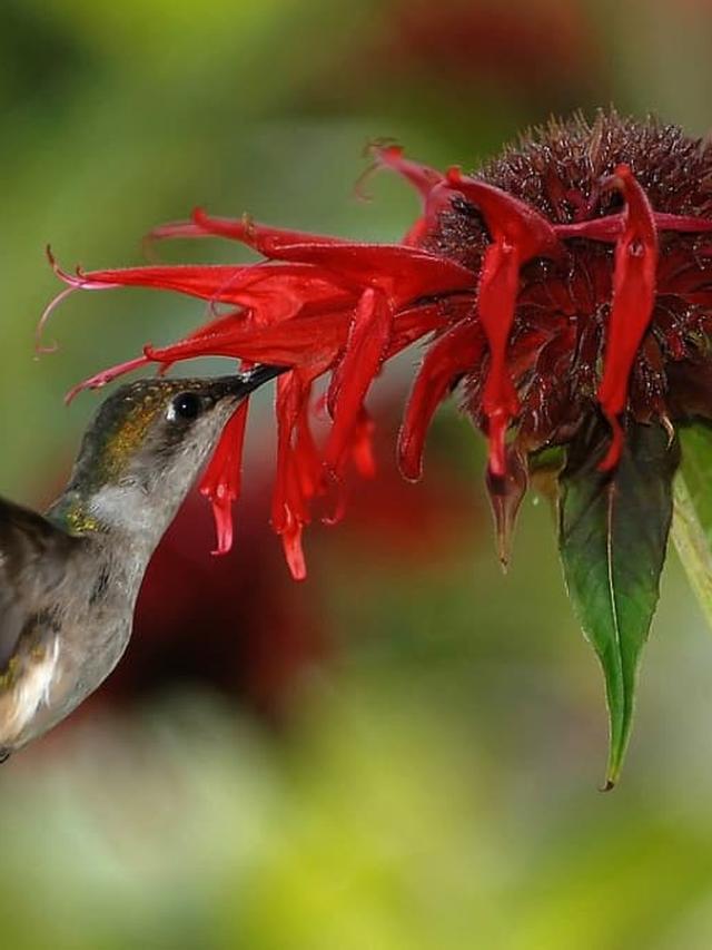 The Importance of Water Sources Near Early-Blooming Perennials for Hummingbirds