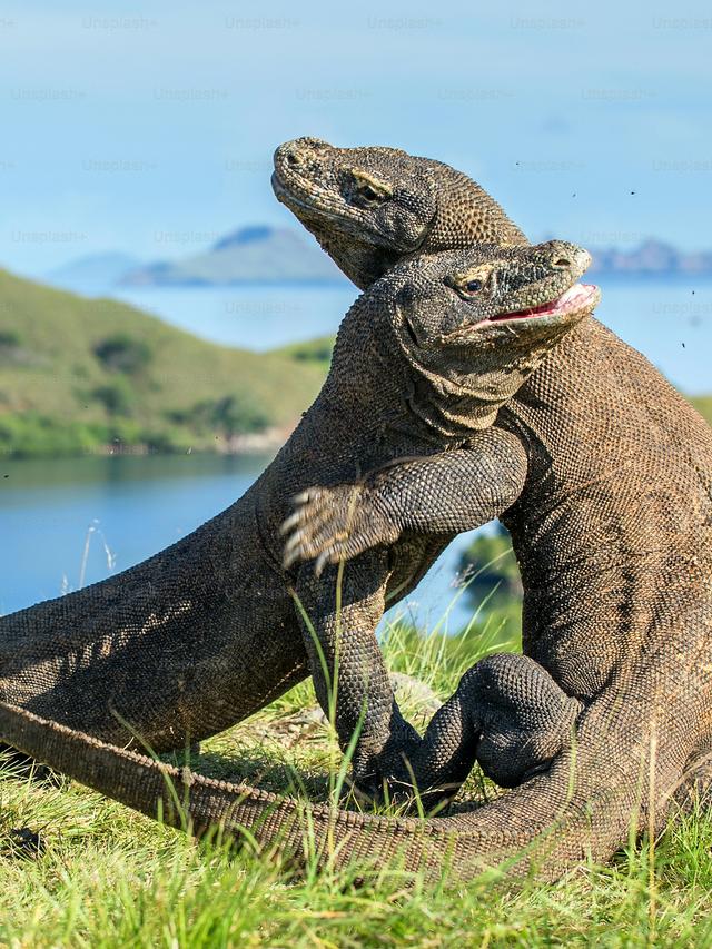 The Komodo Dragon: Apex Predators of Komodo Island