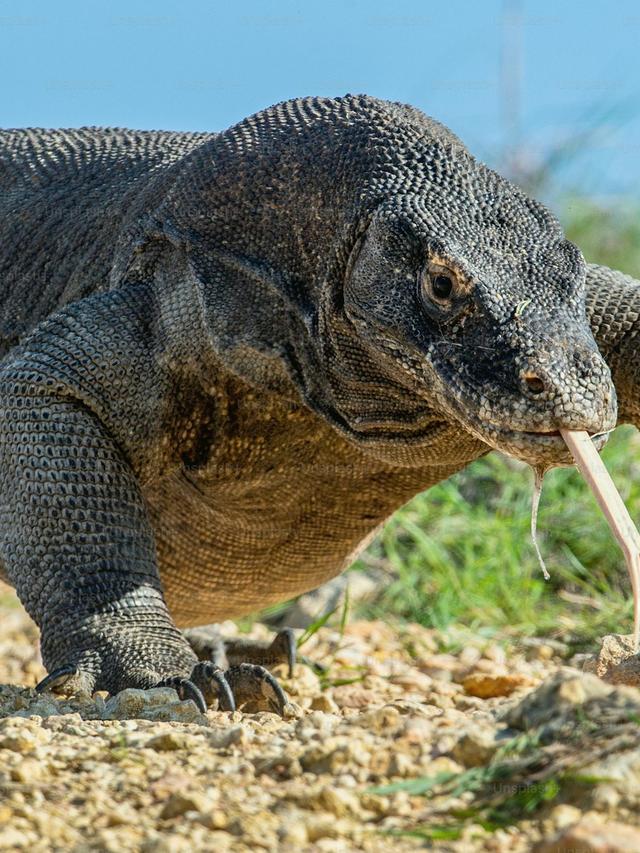 The Komodo Dragon: Indonesia’s Ancient Guardians