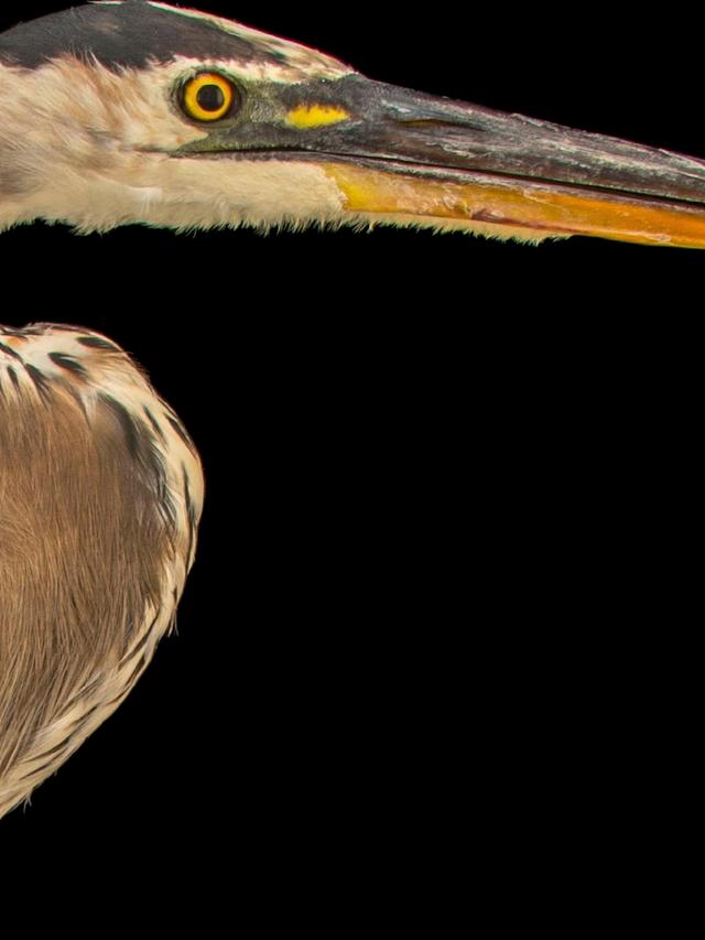 The Lifespan of Herons: How Long Do Great Blue Herons Live?