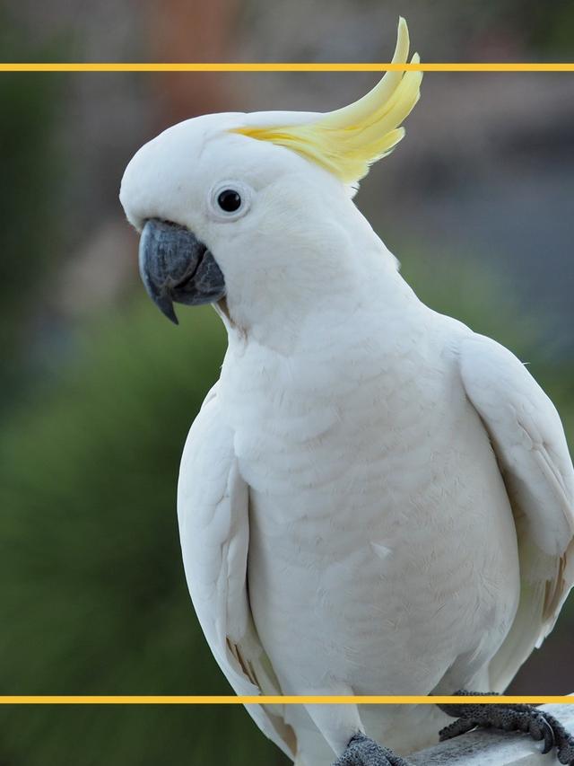 The Lifespan of Parrots: How Long Do Common Pet Parrots Live?