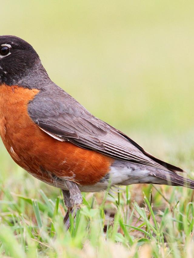 The Lifespan of Robins: How Long Do American Robins Typically Live?