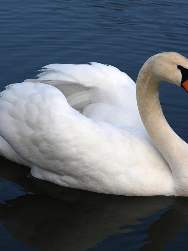 The Lifespan of Swans: How Long Do Mute and Trumpeter Swans Live?