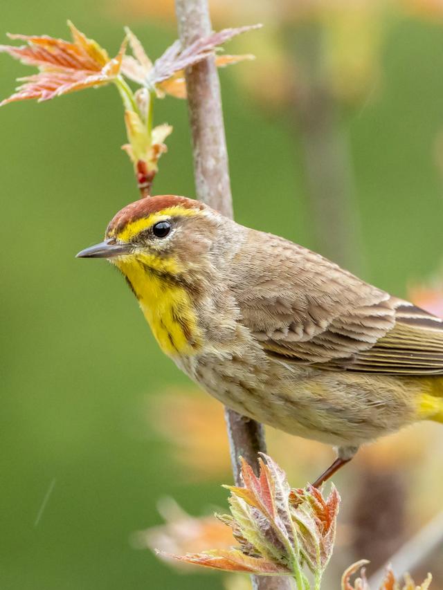 The Lifespan of Warblers: How Long Do Common Warbler Species Live?