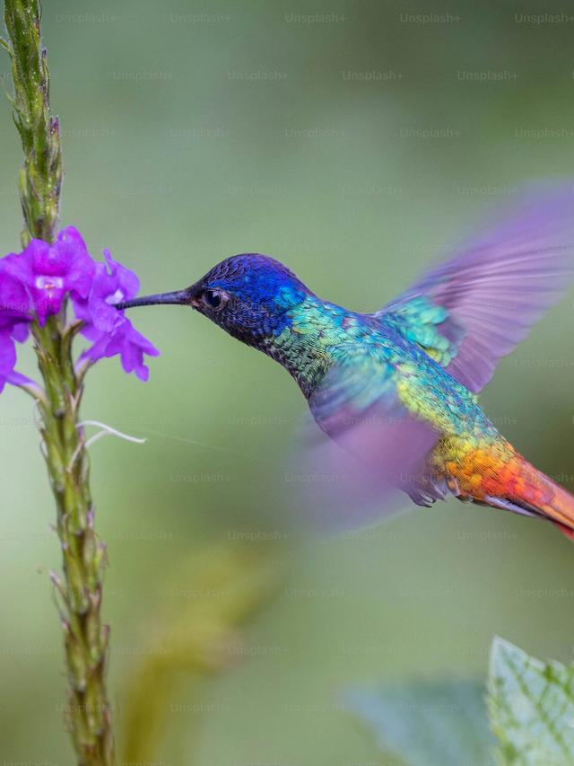 The Most Colorful Hummingbirds in the World