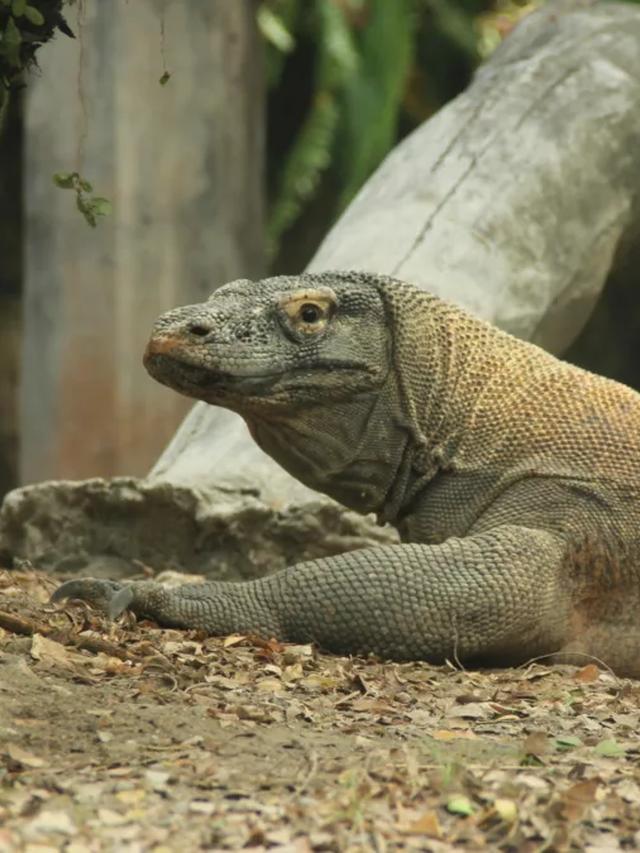 The Mystique of Komodo Dragons Unveiled