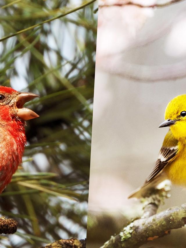 The Role of Bird Identification Apps in Citizen Science Projects