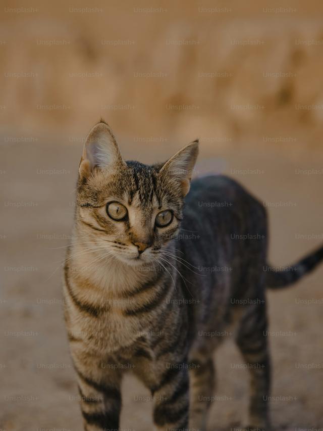 The Role of Cats in Ancient Egypt