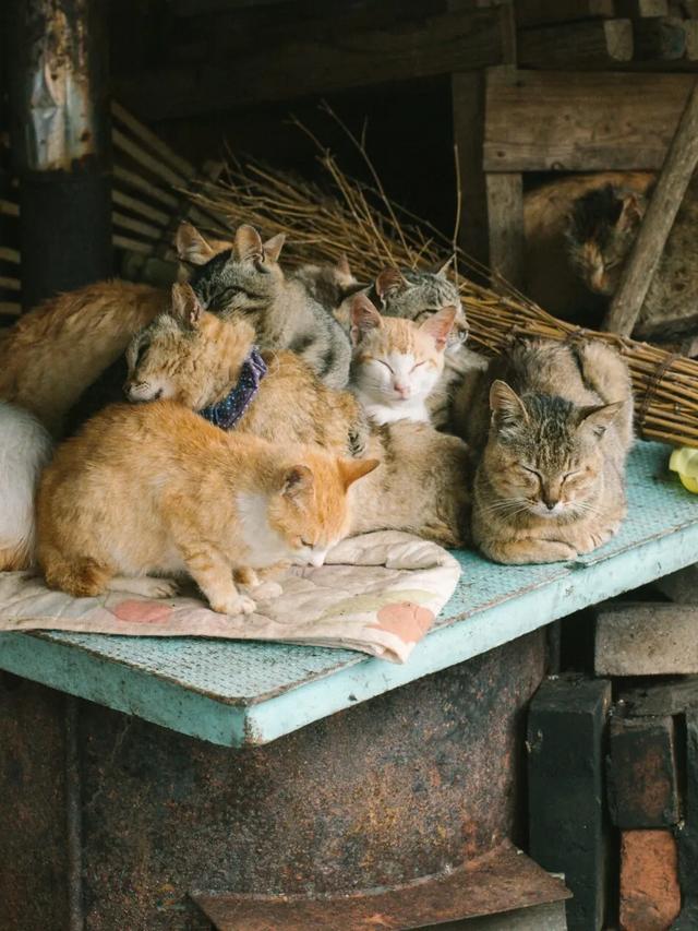 The Role of Cats in Chinese Culture