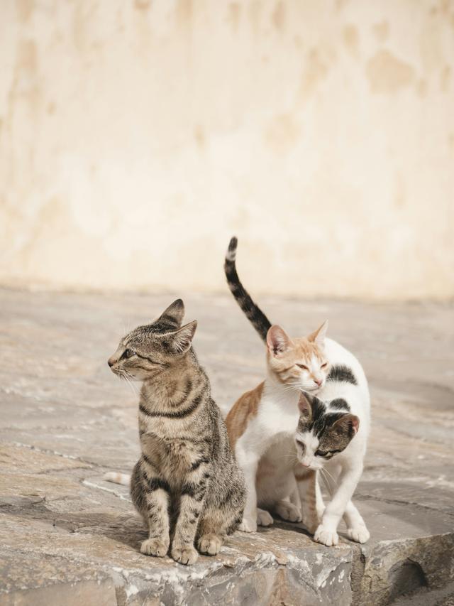 The Role of Cats in Different Religions