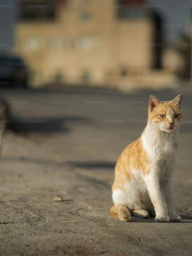 The Role of Cats in Farming Communities