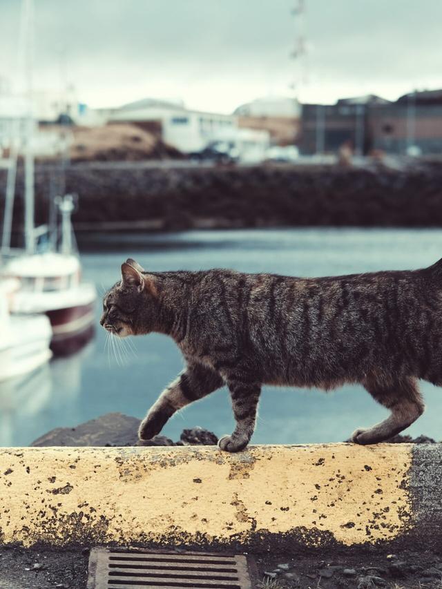 The Role of Cats in Maritime History