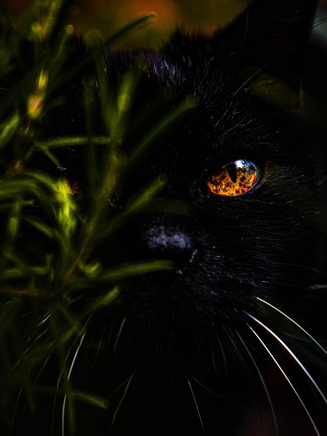 The Role of Cats in Witchcraft Beliefs