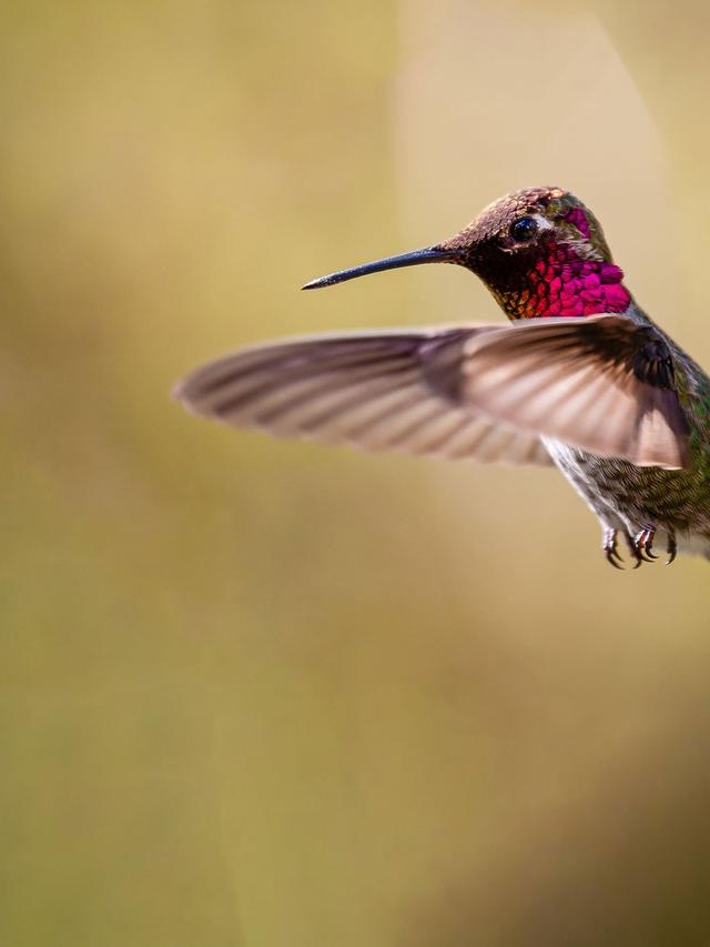 The Role of Color in Attracting Hummingbirds to Your Feeder