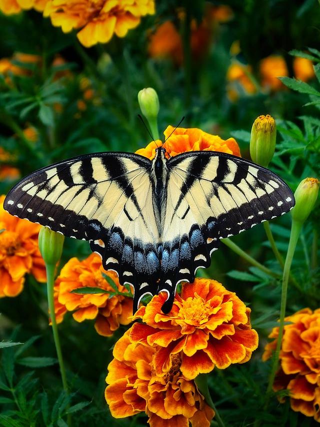 The Role of Companion Planting in a Successful Butterfly Garden