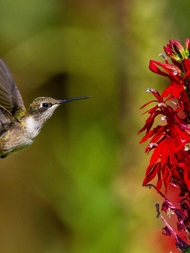 The Role of Early-Blooming Perennials in Supporting Hummingbird Migration Patterns