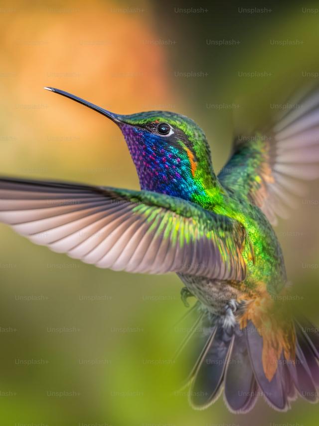 The Role of Hummingbirds in Ecosystem Health