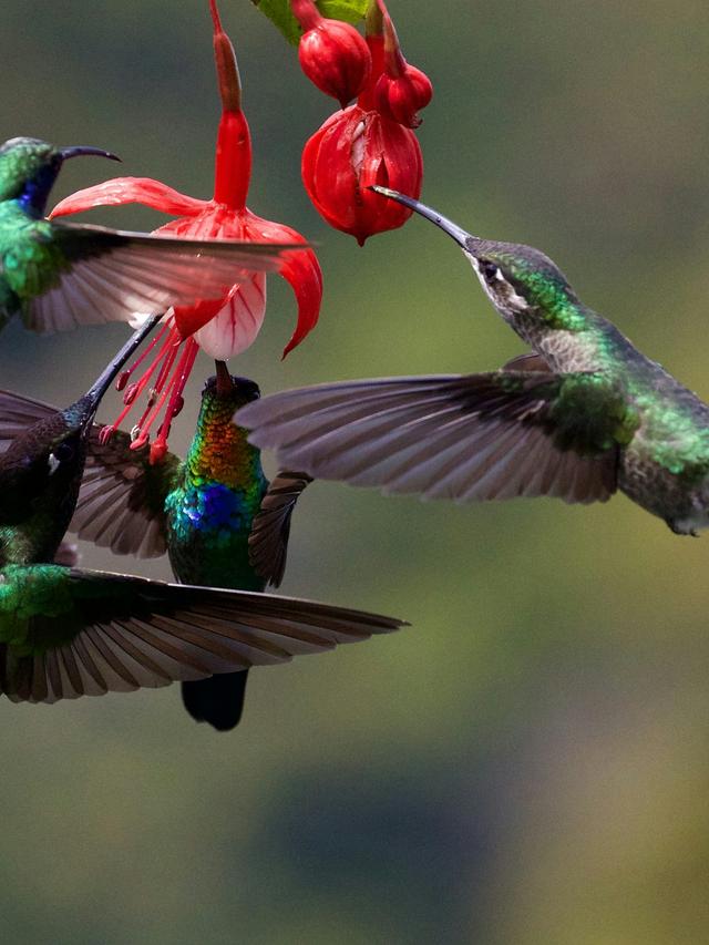 The Role of Hummingbirds in Forest Ecosystems