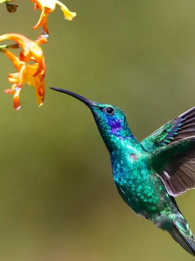 The Role of Hummingbirds in Native American Culture