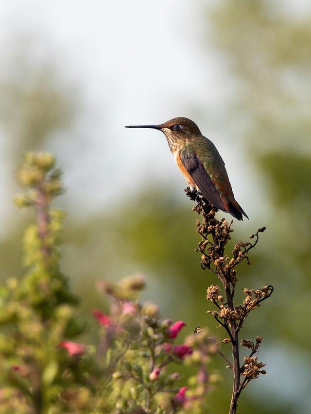 The Role of Hummingbirds in Seed Dispersal and Plant Regeneration