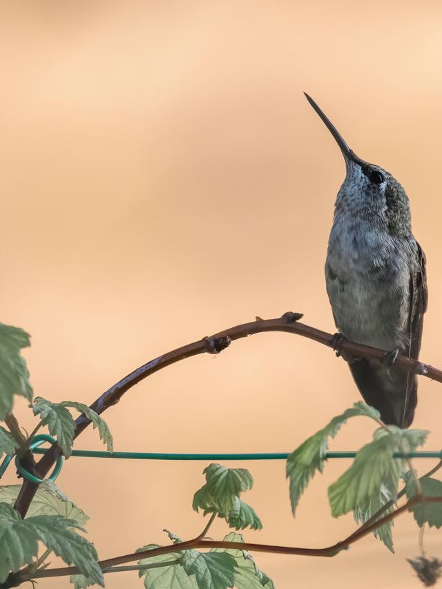 The Role of Hummingbirds in Supporting Migratory Bird Species in Food Webs