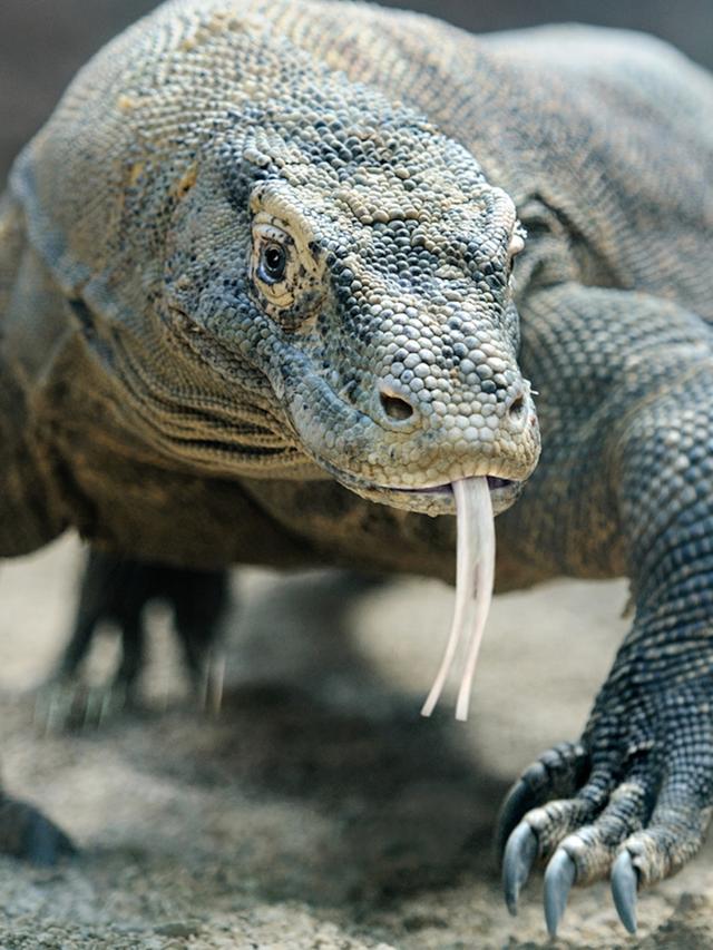 The Role of Komodo Dragons in Science Education