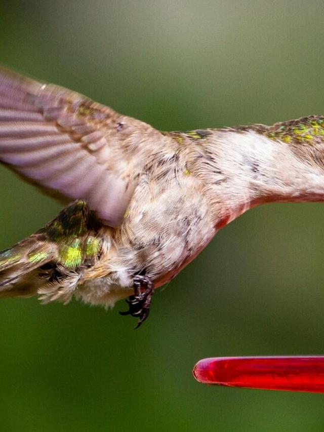 The Role of Water in Supporting Hummingbird Nectar Consumption