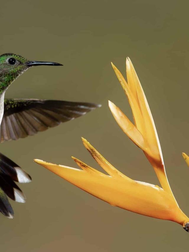 The Science Behind Hummingbird Hovering