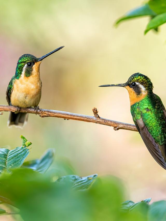 The Science of Hummingbird Metabolism