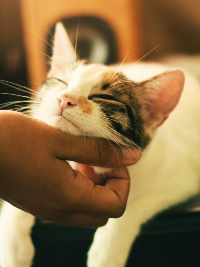 The Science of Purring