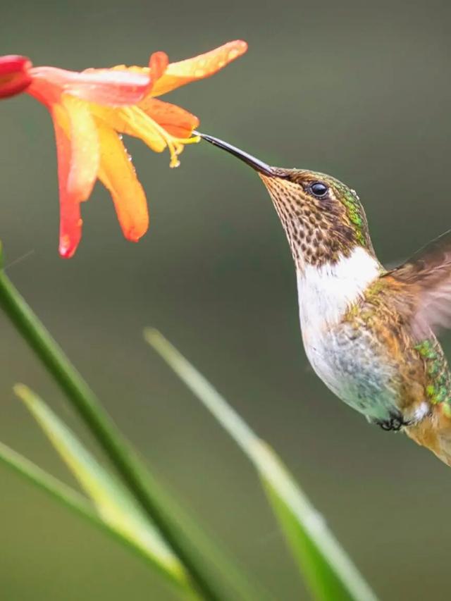 The Smallest Birds in the World: Hummingbirds